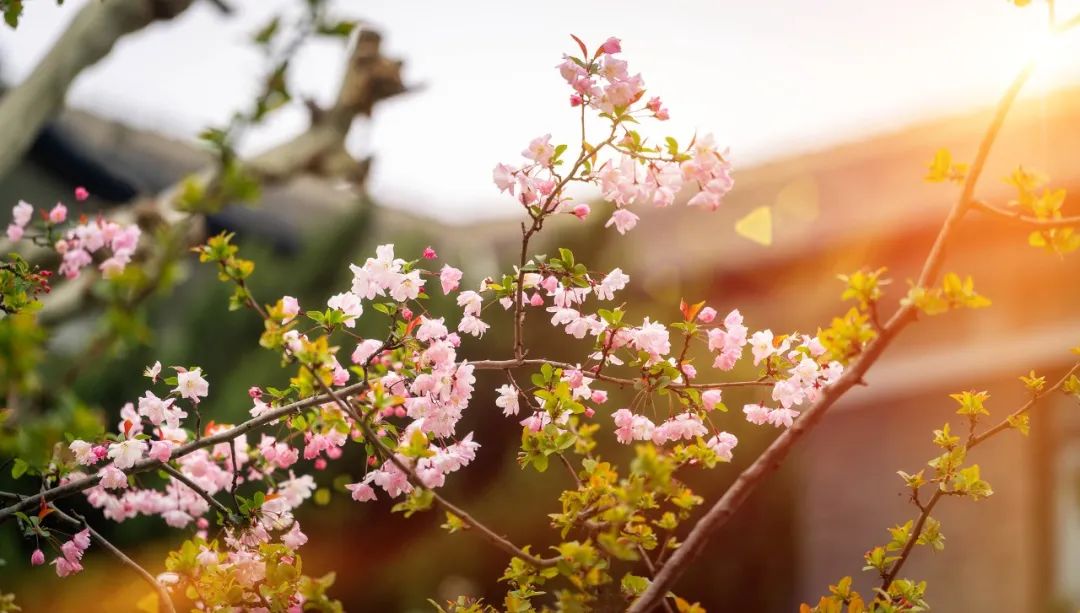 1679665954778025290.jpg 1679665954778025290.jpg